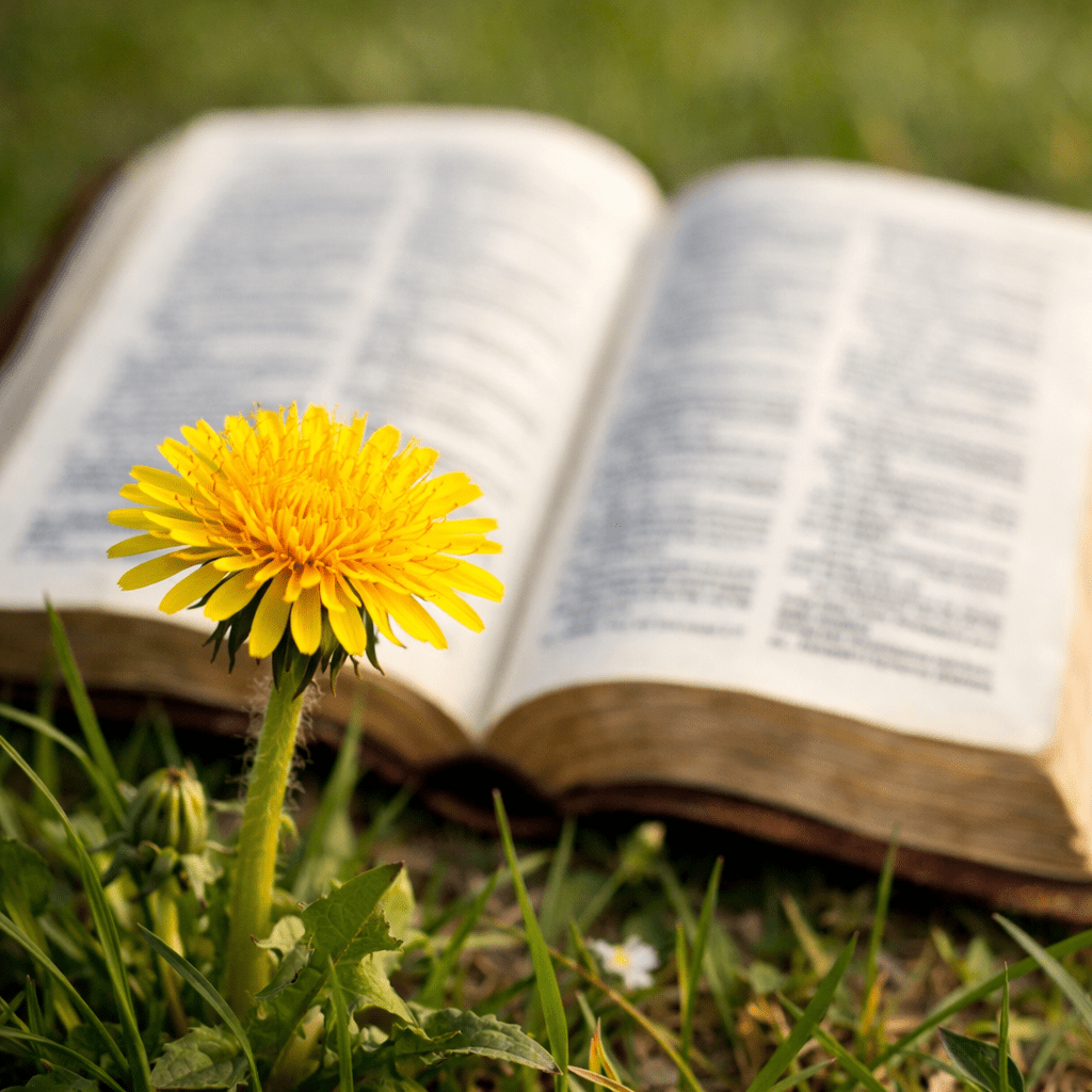 Yellow dandelion flower in grass with a blurred open book behind it